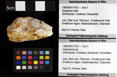 Foto (Objket + Etiketten) von Goniodromites sp. 